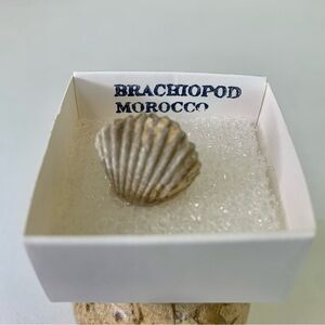 Brachiopod Fossil Rhynchoellida Boujdour Western Sahara Morocco Cretaceous Boxed